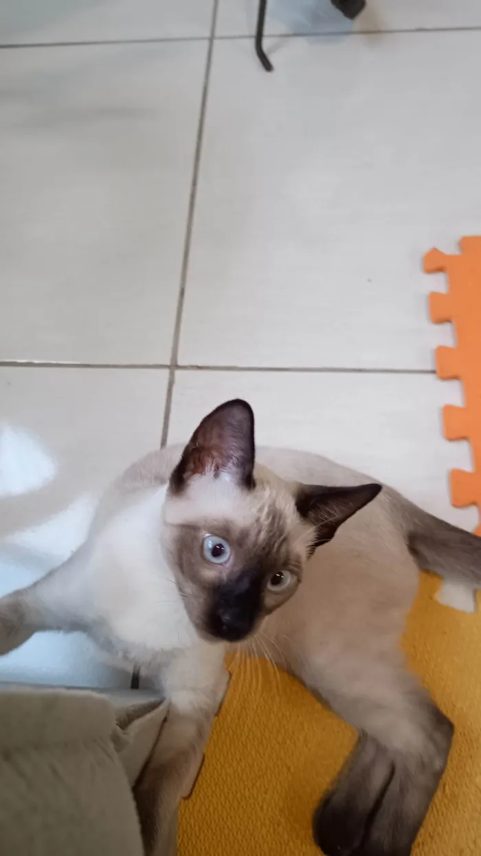 Gato ra a Siamês idade 2 a 6 meses nome Pipo