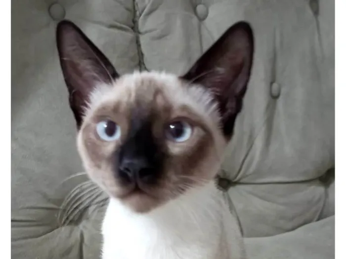 Gato ra a Siamês idade 2 a 6 meses nome Pipo