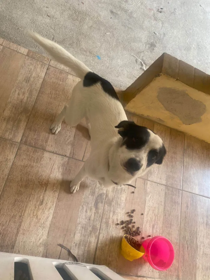 Cachorro ra a SRD-ViraLata idade 7 a 11 meses nome Logan 