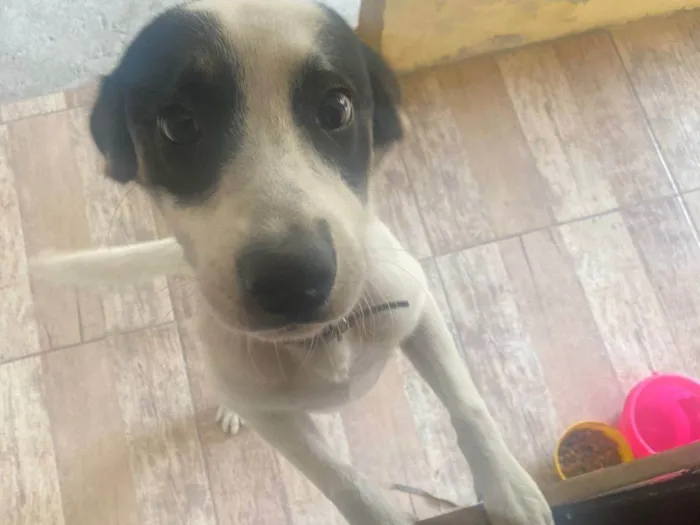 Cachorro ra a SRD-ViraLata idade 7 a 11 meses nome Logan 