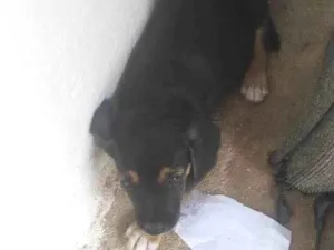 Cachorro raça SRD-ViraLata idade Abaixo de 2 meses nome CARLA PATRICIA DA CUNHA LACERDA