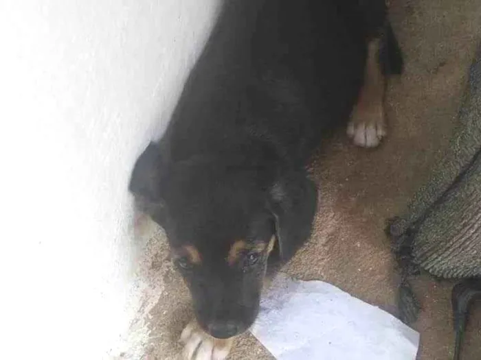 Cachorro ra a SRD-ViraLata idade Abaixo de 2 meses nome CARLA PATRICIA DA CUNHA LACERDA