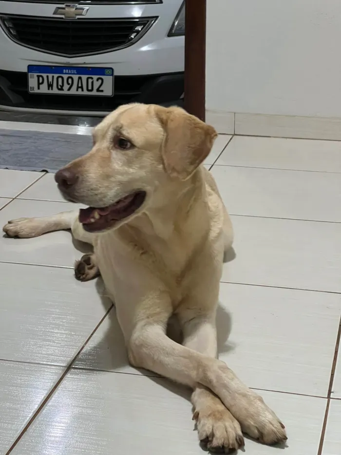 Cachorro ra a Labrador idade 6 ou mais anos nome THOR