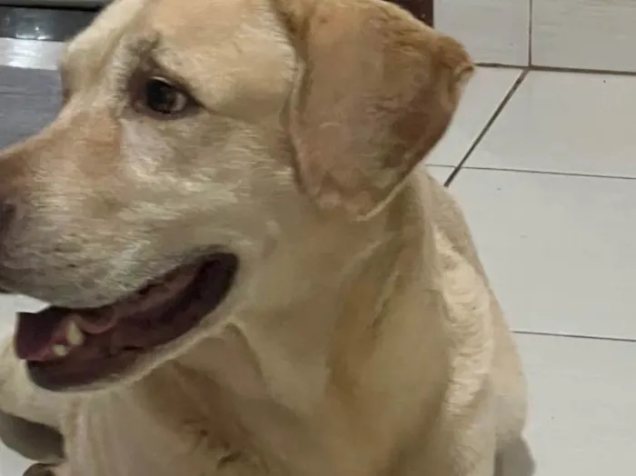 Cachorro ra a Labrador idade 6 ou mais anos nome THOR