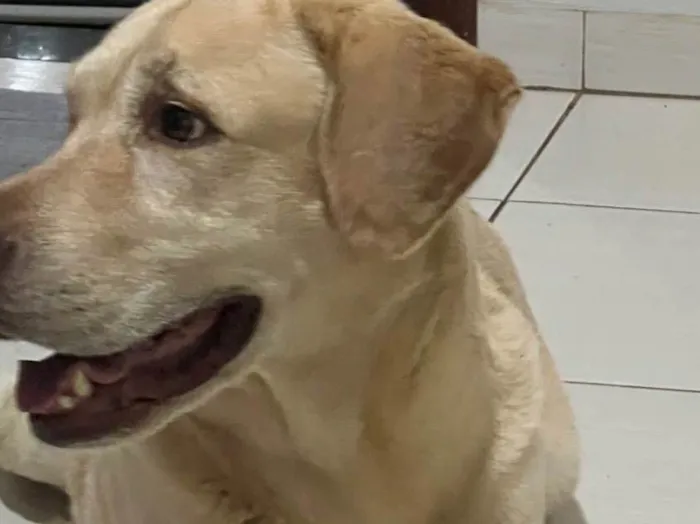 Cachorro ra a Labrador idade 6 ou mais anos nome THOR