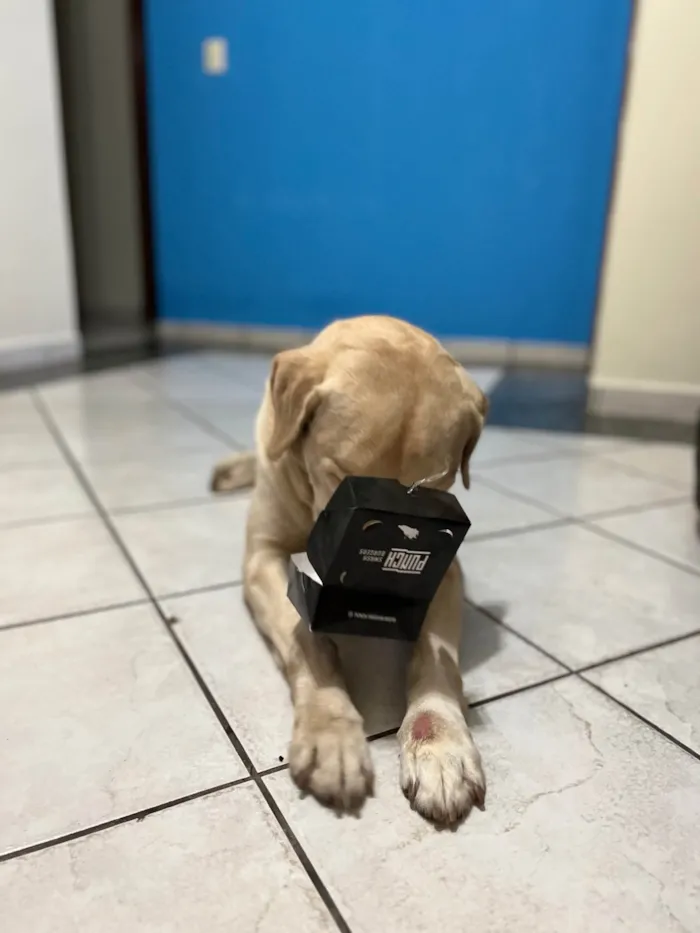 Cachorro ra a Labrador idade 6 ou mais anos nome THOR