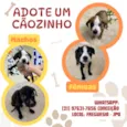 ADOTE UM CÃOZINHO 