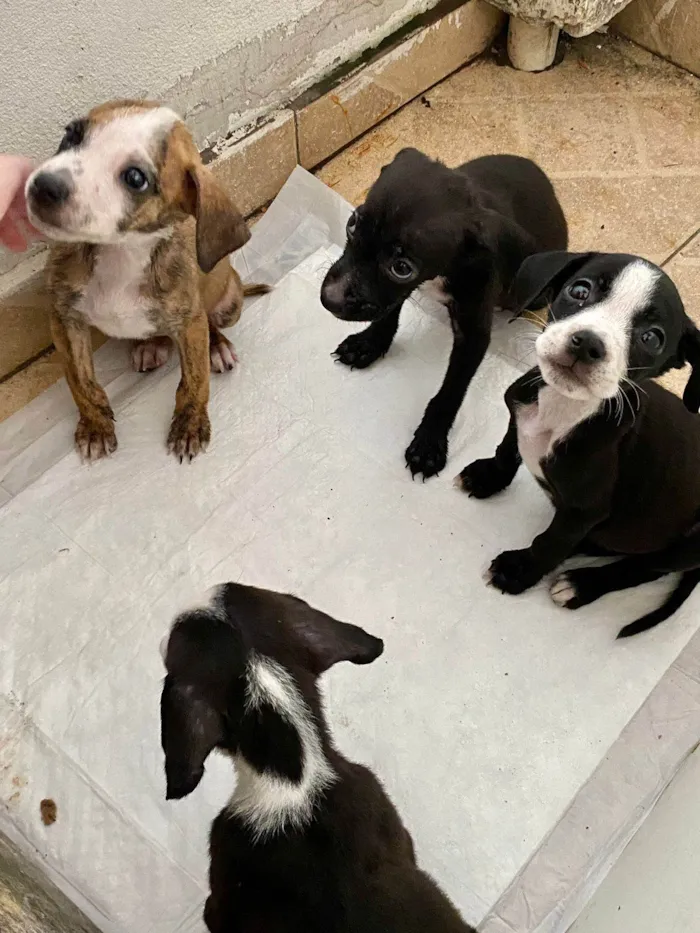 Cachorro ra a SRD-ViraLata idade Abaixo de 2 meses nome ADOTE UM CÃOZINHO 