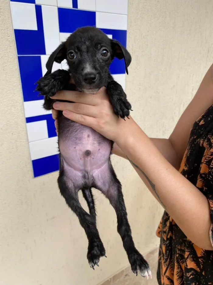 Cachorro ra a SRD-ViraLata idade Abaixo de 2 meses nome ADOTE UM CÃOZINHO 