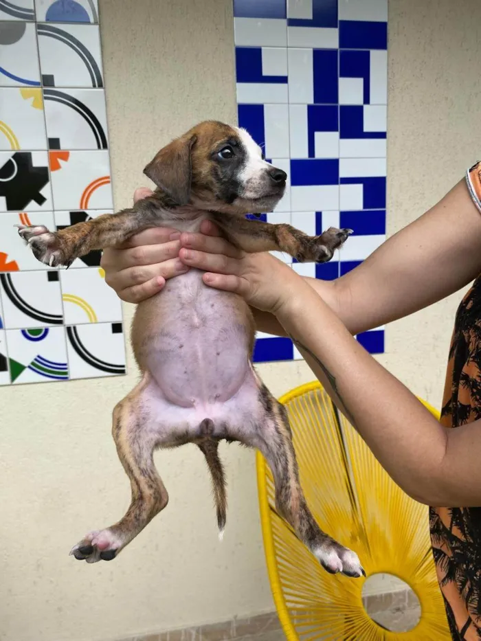 Cachorro ra a SRD-ViraLata idade Abaixo de 2 meses nome ADOTE UM CÃOZINHO 