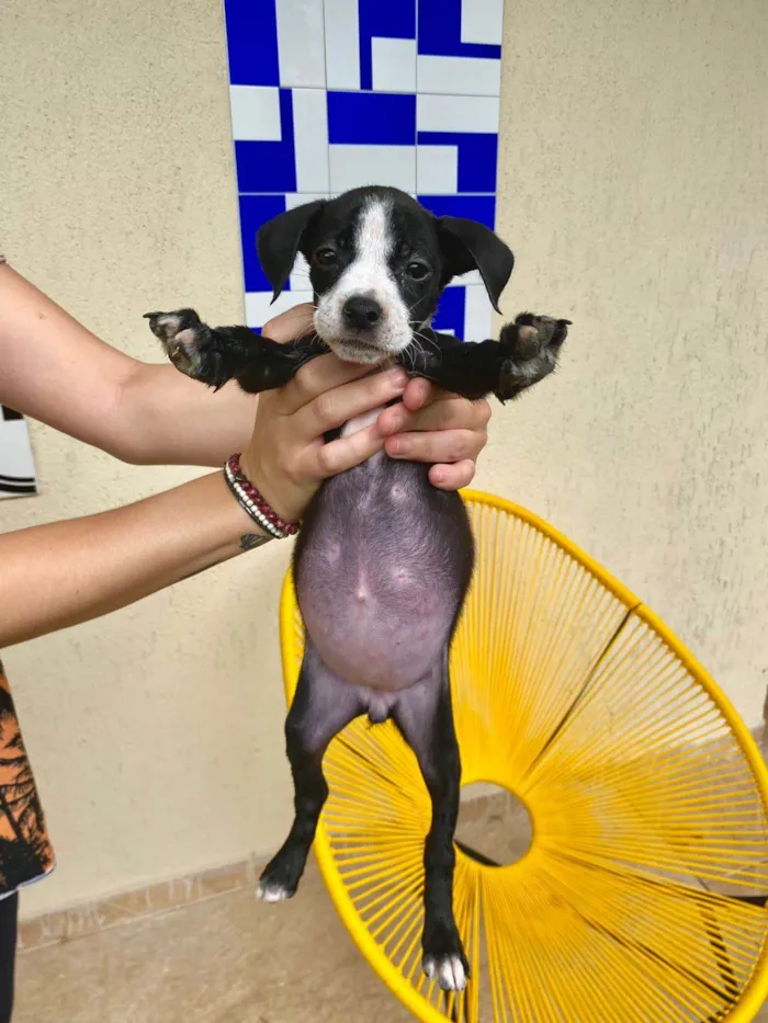 Cachorro ra a SRD-ViraLata idade Abaixo de 2 meses nome ADOTE UM CÃOZINHO 