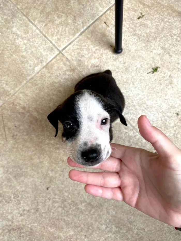 Cachorro ra a SRD-ViraLata idade Abaixo de 2 meses nome ADOTE UM CÃOZINHO 