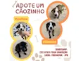 ADOTE UM CÃOZINHO 