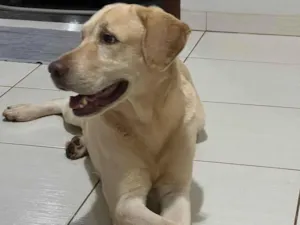 Cachorro raça Labrador idade 6 ou mais anos nome THOR