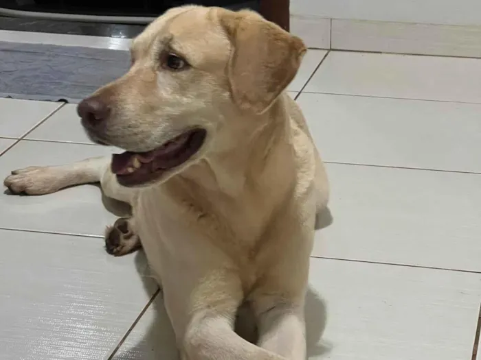 Cachorro ra a Labrador idade 6 ou mais anos nome THOR