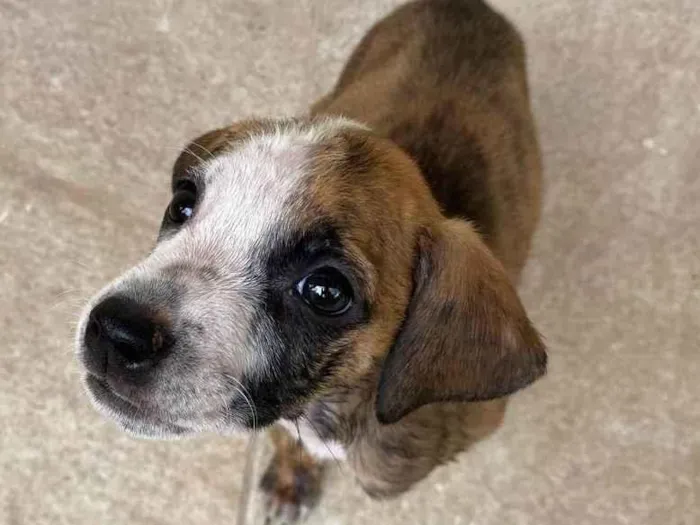 Cachorro ra a SRD-ViraLata idade Abaixo de 2 meses nome ADOTE UM CÃOZINHO 