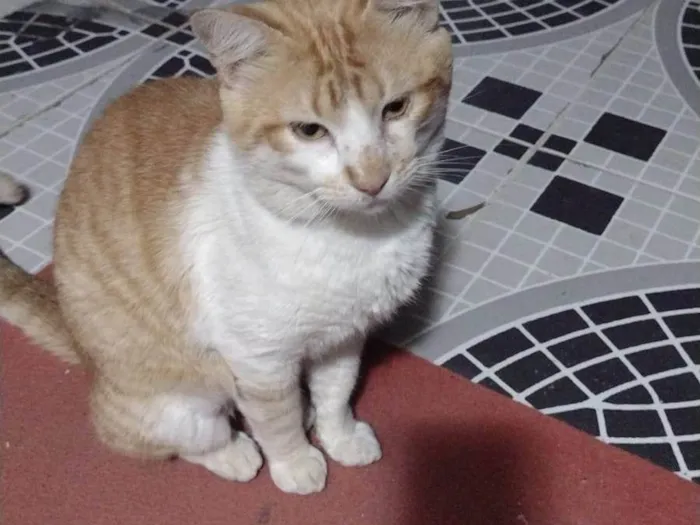 Gato ra a SRD-ViraLata idade 3 anos nome Marello