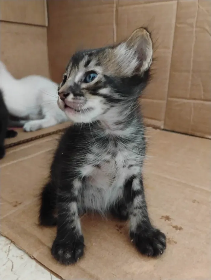 Gato ra a SRD-ViraLata idade Abaixo de 2 meses nome Chiriro