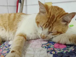 Gato raça SRD-ViraLata idade 3 anos nome Marello