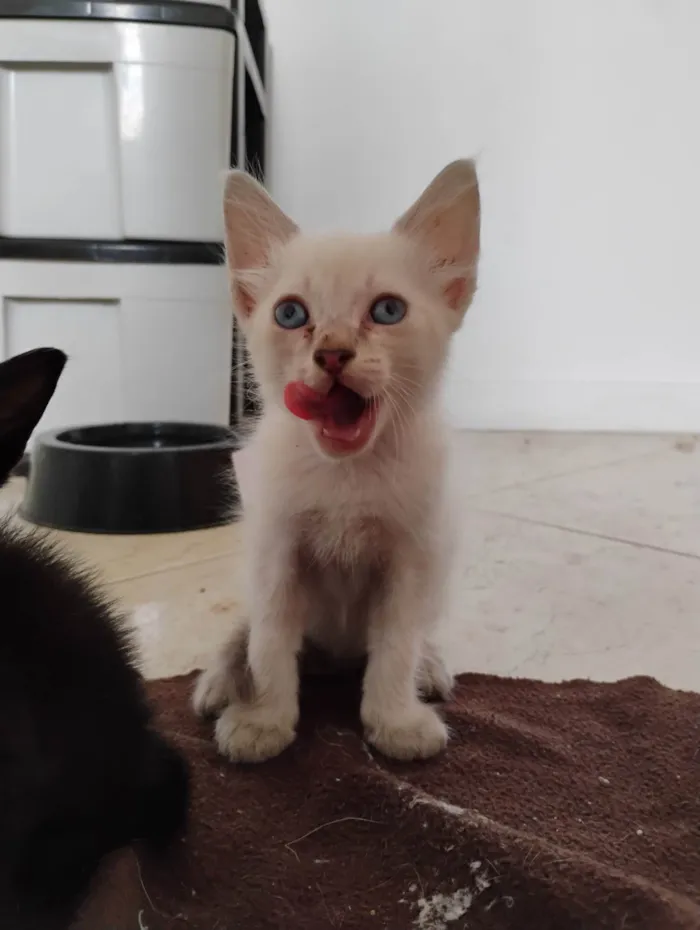 Gato ra a SRD-ViraLata idade 2 a 6 meses nome Haru, Antônio e Zé Ruela 