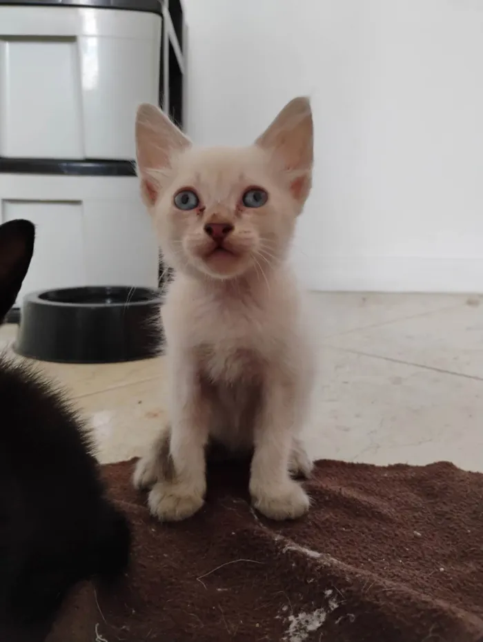 Gato ra a SRD-ViraLata idade 2 a 6 meses nome Haru, Antônio e Zé Ruela 