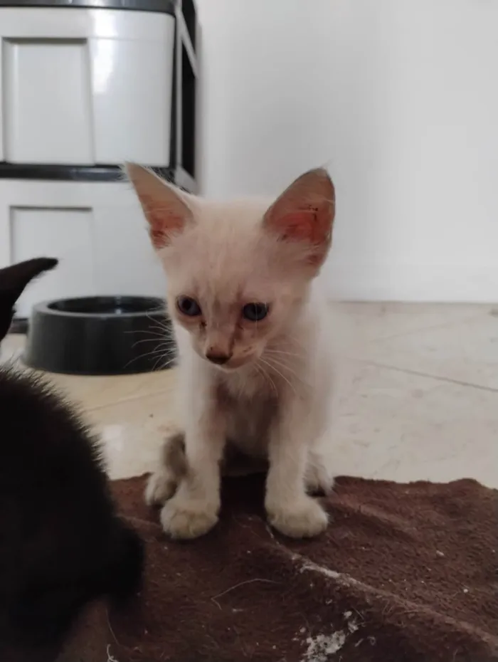 Gato ra a SRD-ViraLata idade 2 a 6 meses nome Haru, Antônio e Zé Ruela 