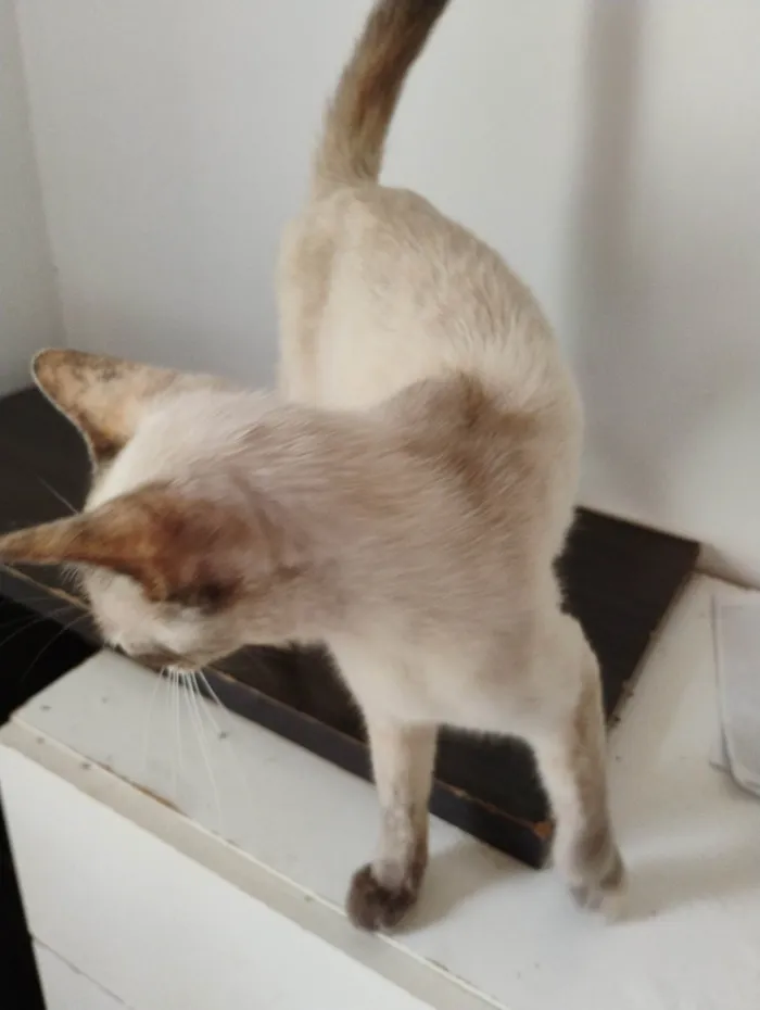 Gato ra a SRD-ViraLata idade 1 ano nome Vera