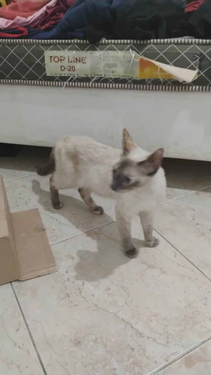 Gato ra a SRD-ViraLata idade 1 ano nome Vera