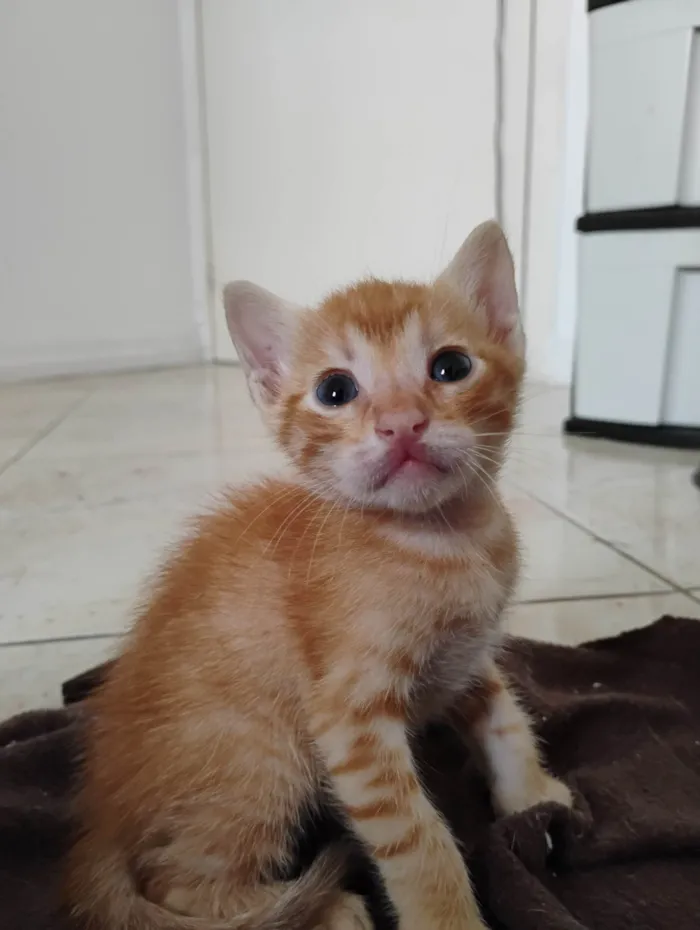 Gato ra a SRD-ViraLata idade Abaixo de 2 meses nome Calcifer