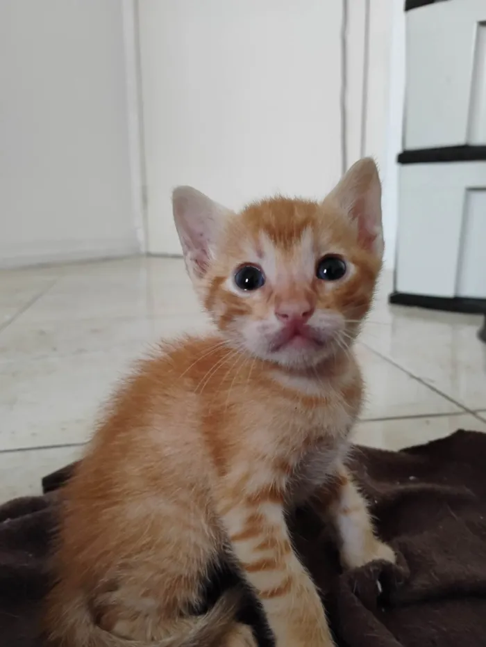 Gato ra a SRD-ViraLata idade Abaixo de 2 meses nome Calcifer