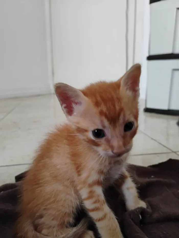 Gato ra a SRD-ViraLata idade Abaixo de 2 meses nome Calcifer