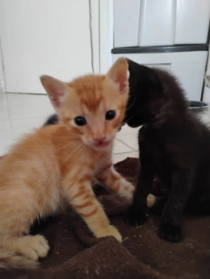 Gato ra a SRD-ViraLata idade Abaixo de 2 meses nome Calcifer