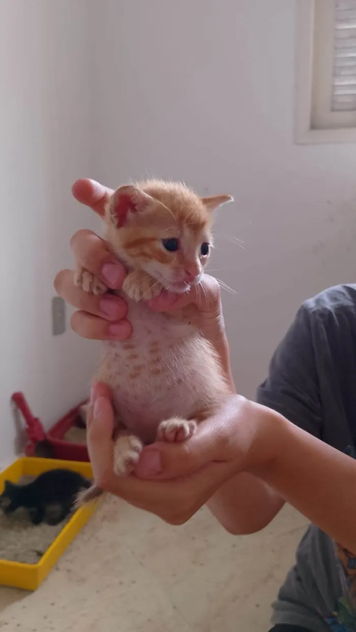 Gato ra a SRD-ViraLata idade Abaixo de 2 meses nome Calcifer