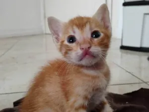 Gato raça SRD-ViraLata idade Abaixo de 2 meses nome Calcifer