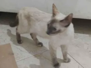 Gato raça SRD-ViraLata idade 1 ano nome Vera