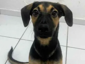 Cachorro raça SRD-ViraLata idade 7 a 11 meses nome Billy 