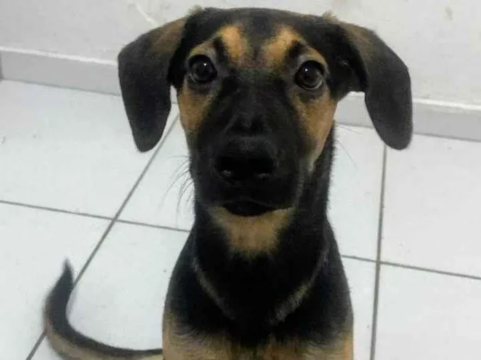 Cachorro ra a SRD-ViraLata idade 7 a 11 meses nome Billy 