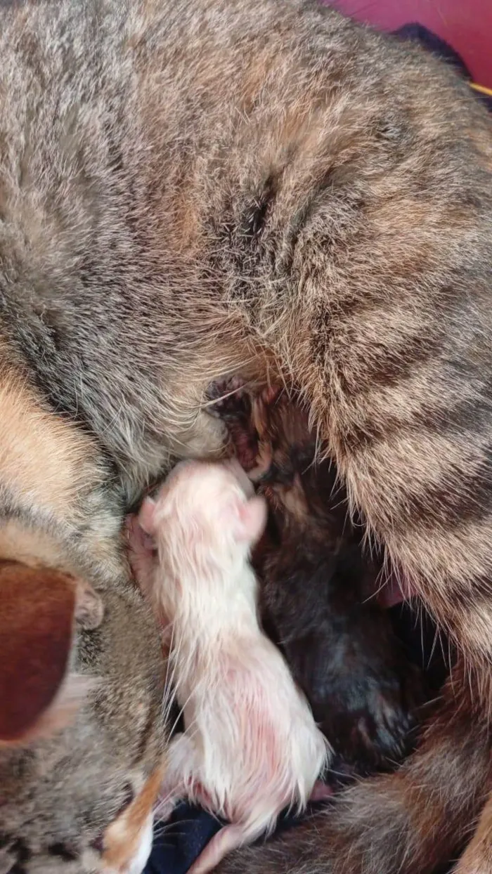 Gato ra a SRD-ViraLata idade Abaixo de 2 meses nome cremilda da Silva Santos 