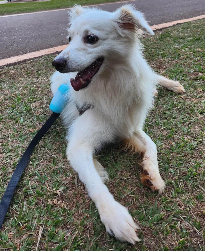 Cachorro ra a SRD-ViraLata idade 6 ou mais anos nome Snow