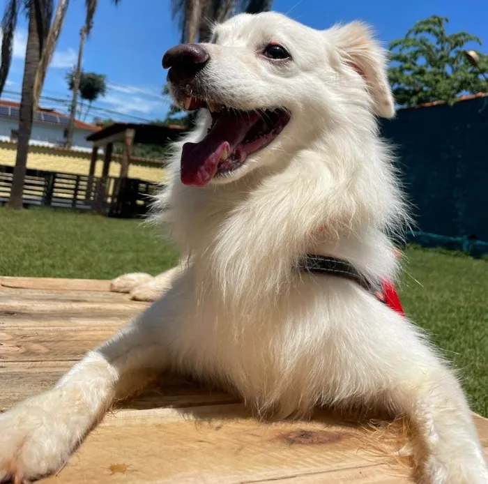 Cachorro ra a SRD-ViraLata idade 6 ou mais anos nome Snow