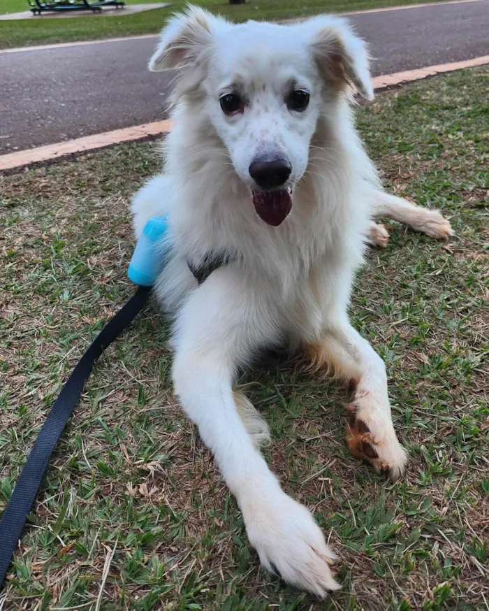 Cachorro ra a SRD-ViraLata idade 6 ou mais anos nome Snow