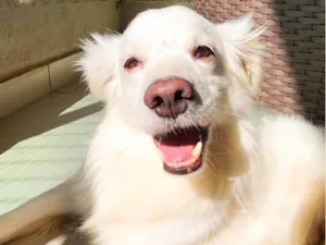 Cachorro raça SRD-ViraLata idade 6 ou mais anos nome Snow