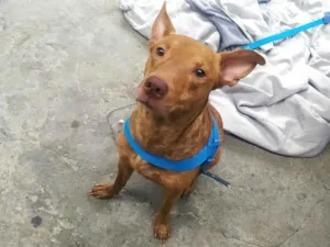 Cachorro raça Pit-Bull idade 2 anos nome Rex