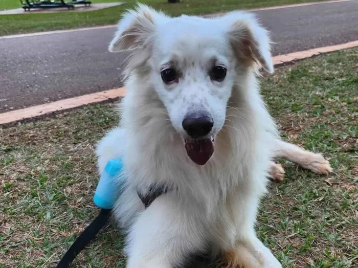 Cachorro ra a SRD-ViraLata idade 6 ou mais anos nome Snow