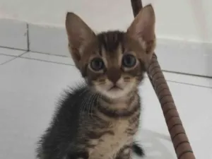 Gato raça SRD-ViraLata idade Abaixo de 2 meses nome Não tem 