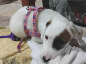 Cachorro raça SRD-ViraLata idade 2 a 6 meses nome branquinha