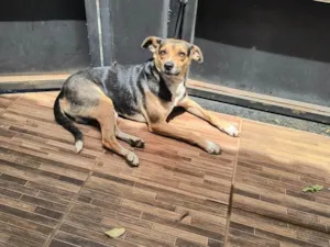 Cachorro raça SRD-ViraLata idade 2 anos nome Billy