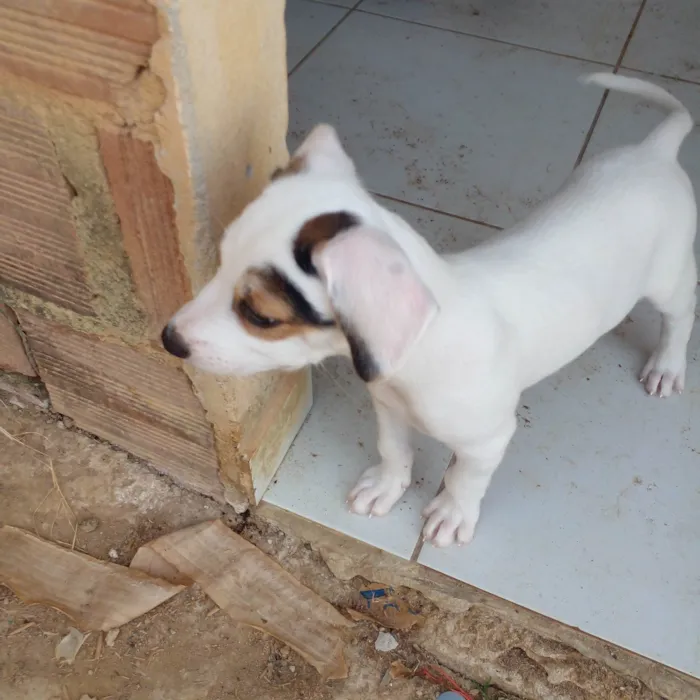 Cachorro ra a SRD-ViraLata idade 2 a 6 meses nome Filhotes 