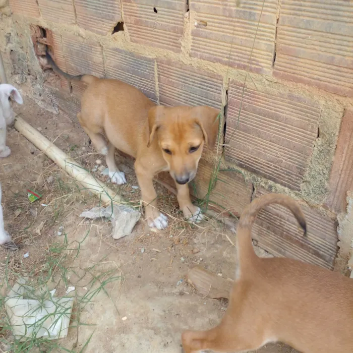 Cachorro ra a SRD-ViraLata idade 2 a 6 meses nome Filhotes 