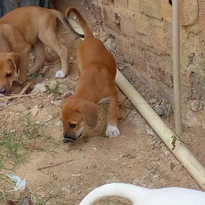 Cachorro ra a SRD-ViraLata idade 2 a 6 meses nome Filhotes 